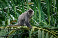 Hulman stribrny - Trachypithecus cristatus - Silvered leaf monkey or Silvery langur o8795